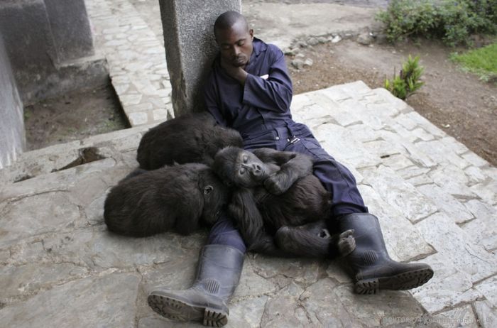 Obrázek sleeping monkeys
