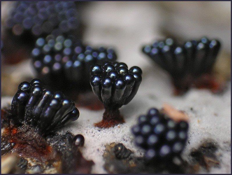 Obrázek slime molds 1