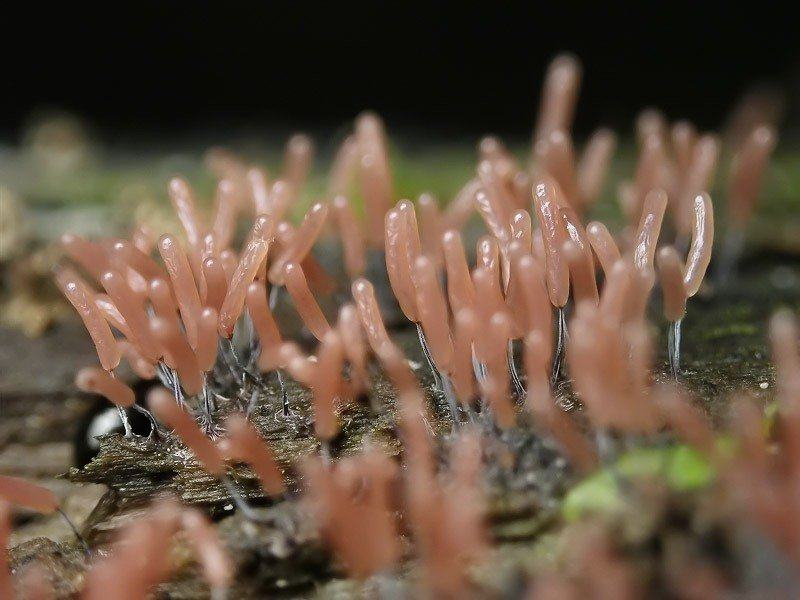 Obrázek slime molds 10