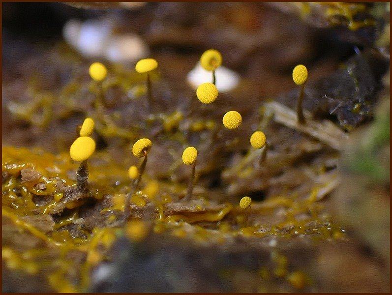 Obrázek slime molds 12