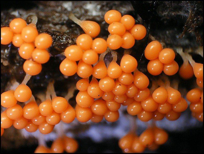 Obrázek slime molds 2