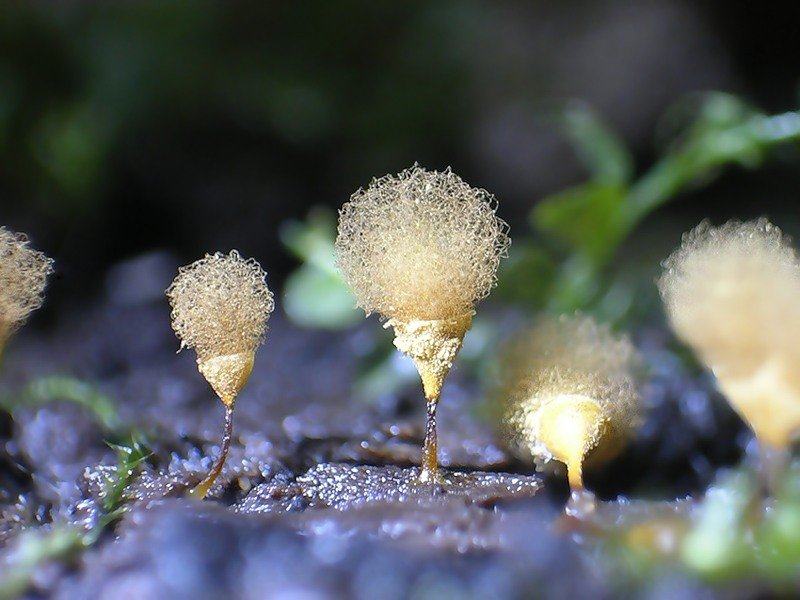 Obrázek slime molds 4