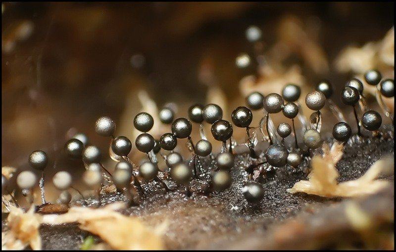 Obrázek slime molds 7