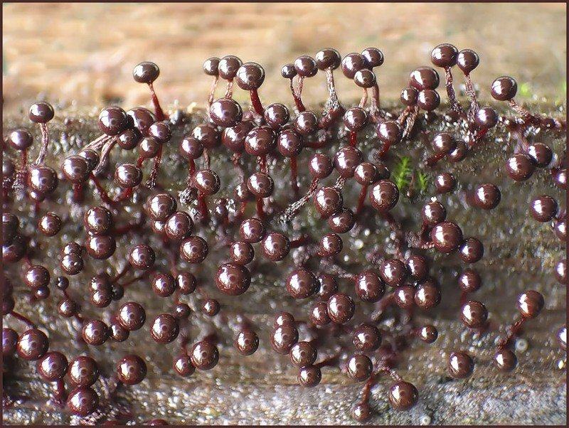 Obrázek slime molds 8