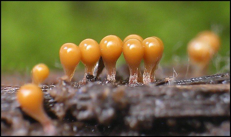 Obrázek slime molds 9