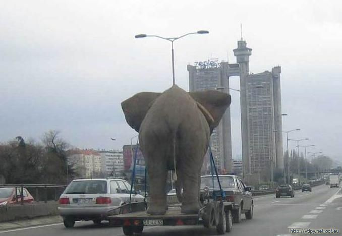 Obrázek slon-na-cestach