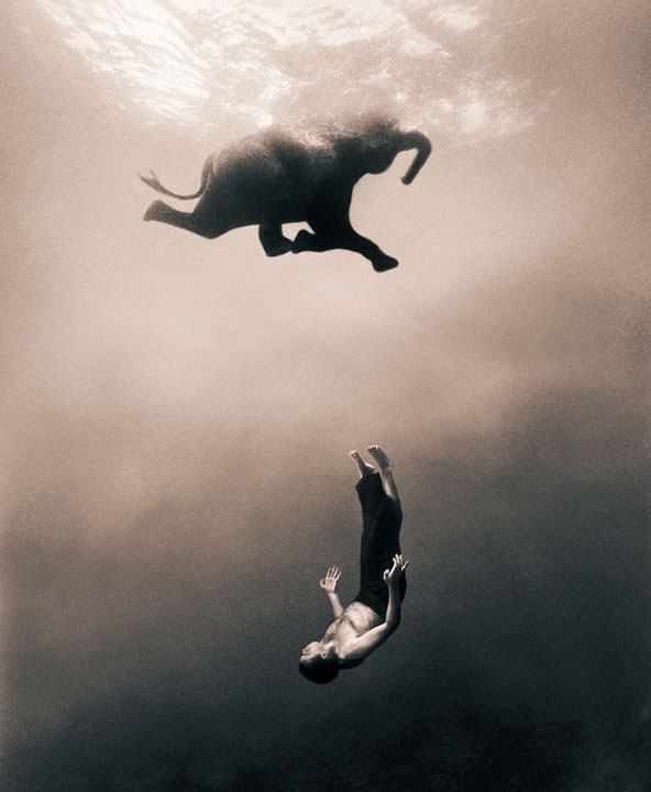 Obrázek slon plavec