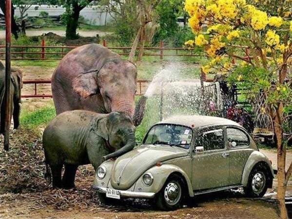 Obrázek sloni automycka