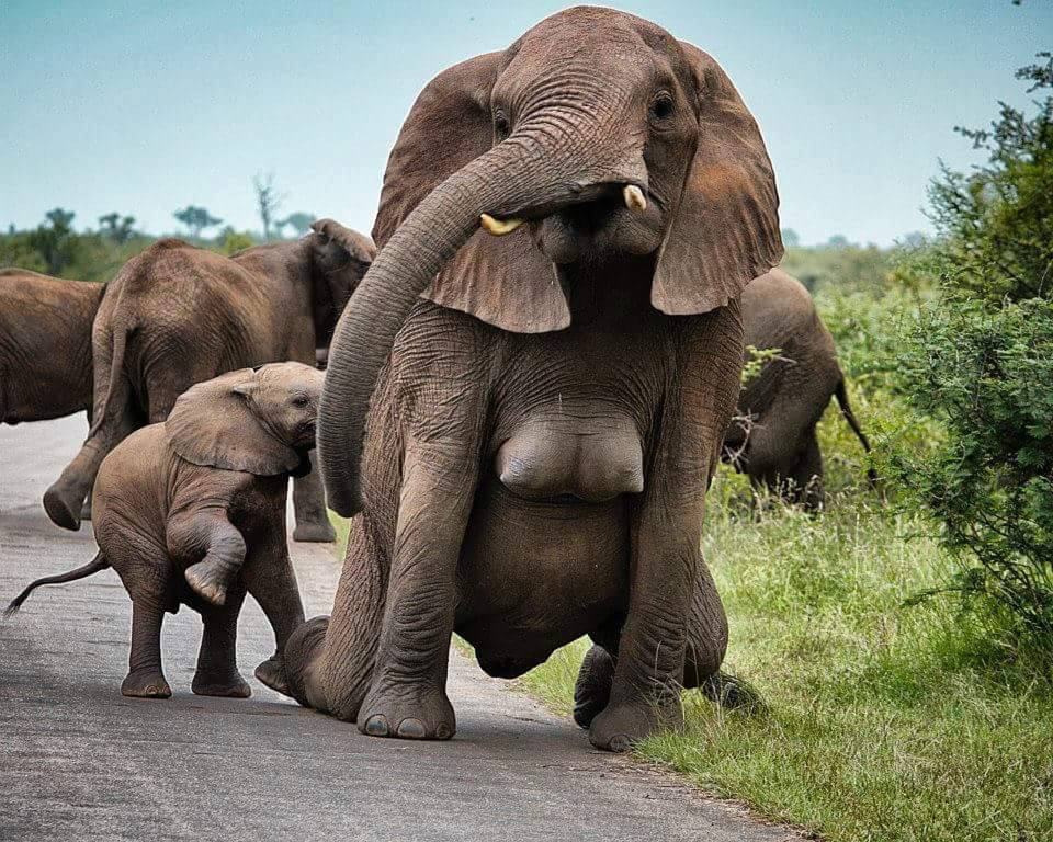 Obrázek slonokozy