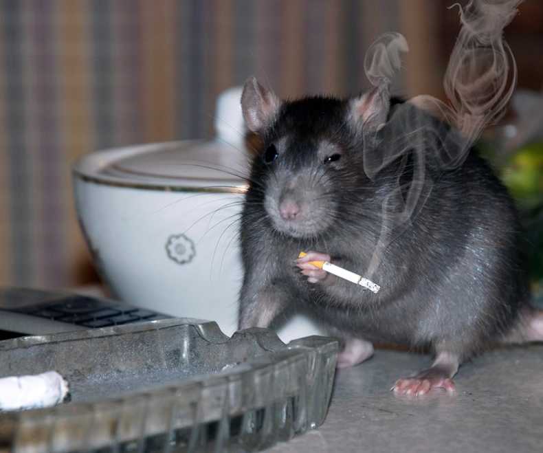 Obrázek smoke rat