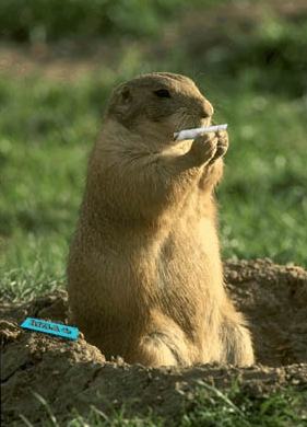 Obrázek smoking