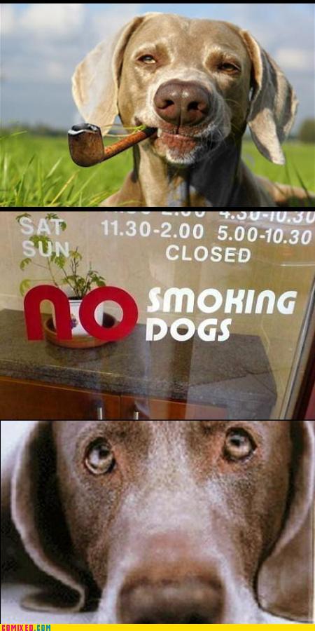 Obrázek smokingdog