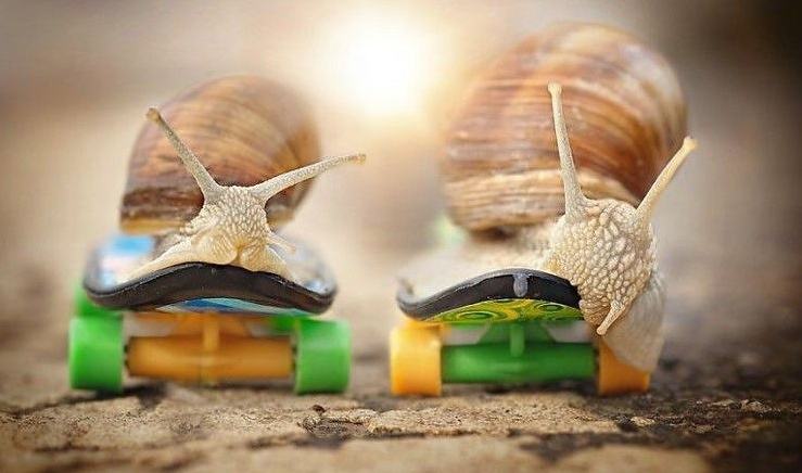 Obrázek snail-race