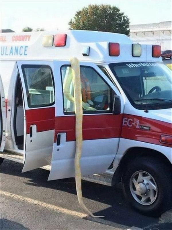 Obrázek snake-ambulance