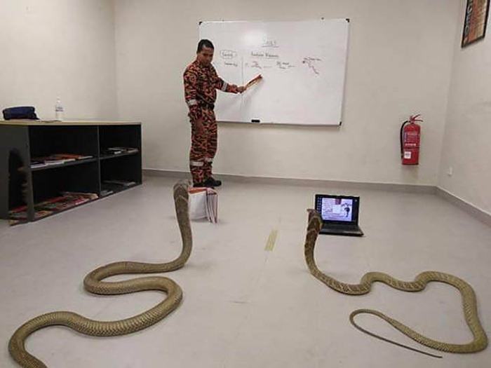 Obrázek snake-learning