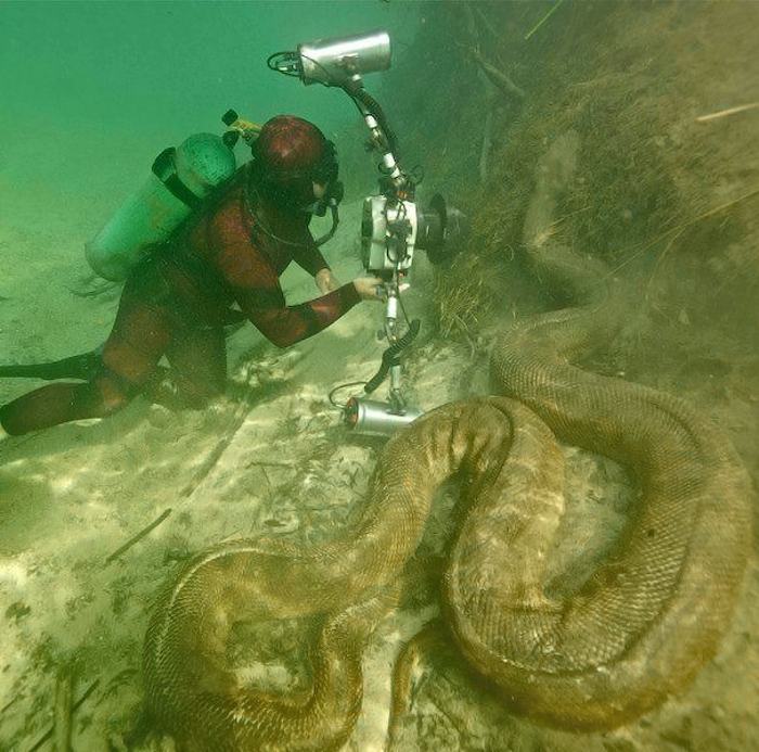 Obrázek snake-underwater