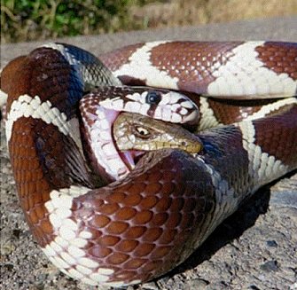 Obrázek snake eating a snake eating a snake