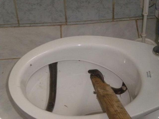 Obrázek snake in the toilete