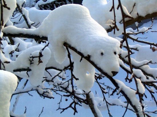 Obrázek snehovej ledni medved