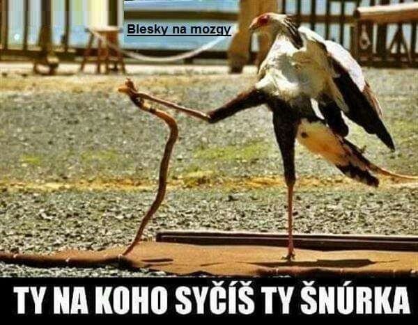Obrázek snurka syci