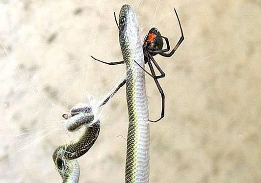 Obrázek south african spider catches and eats the snake