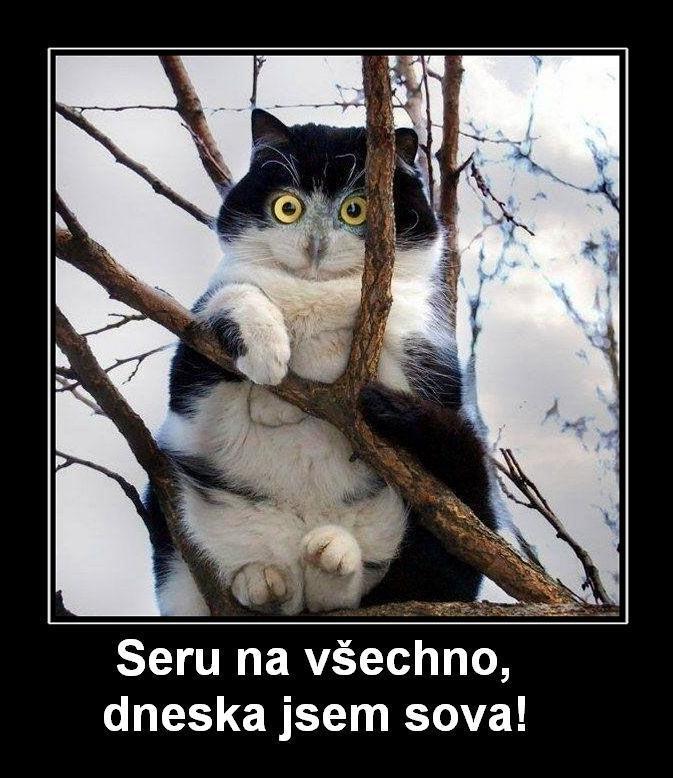 Obrázek sovicka