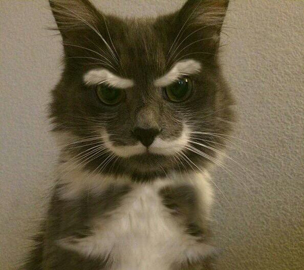 Obrázek soviet cat demands communism