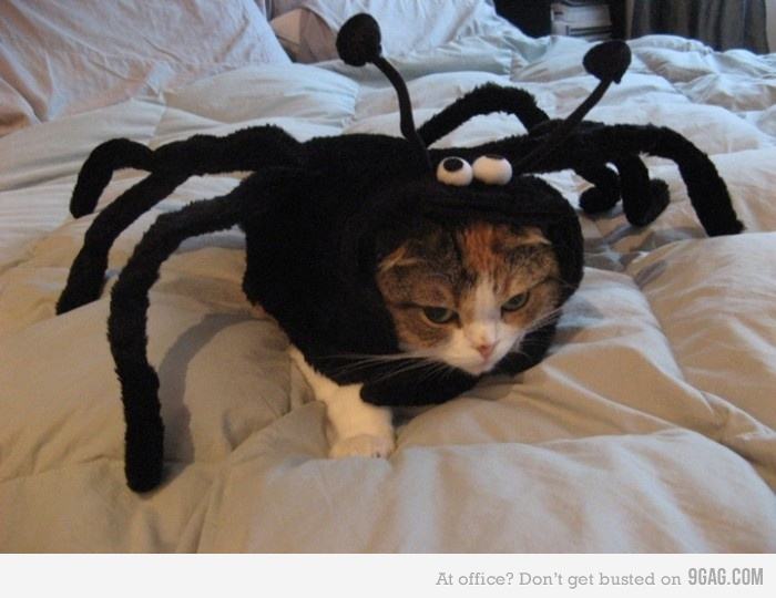 Obrázek spider-cat