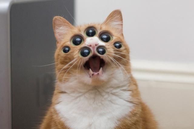 Obrázek spider cat