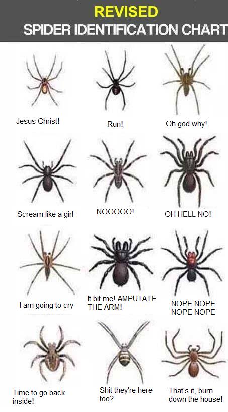 Obrázek spider chart