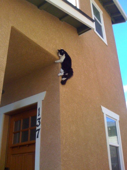 Obrázek spidercat