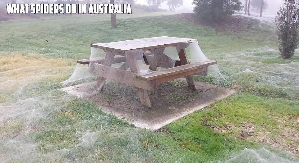 Obrázek spiders-australia  