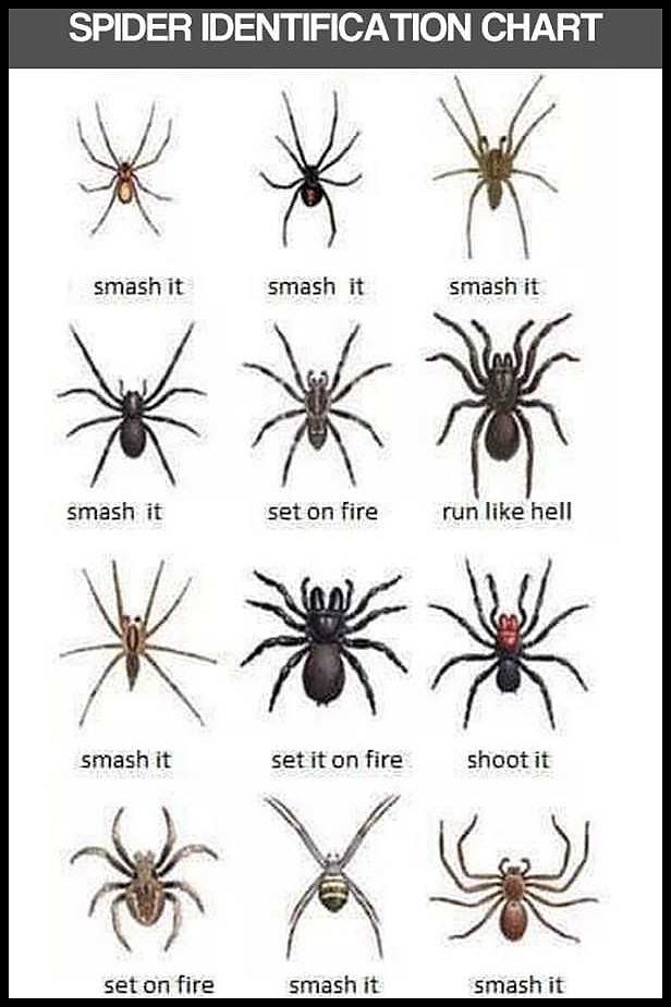Obrázek spiders identification chart
