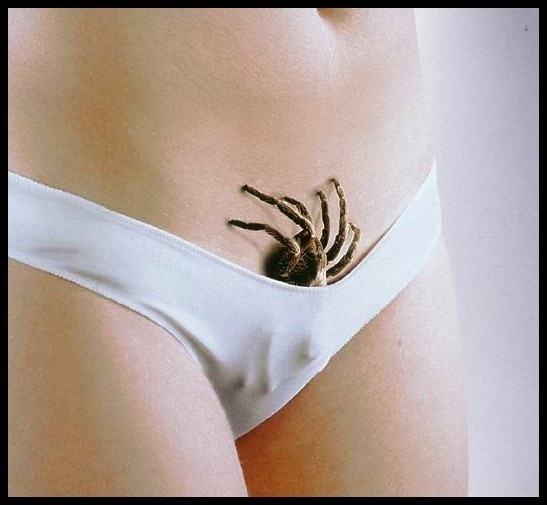Obrázek spidersex