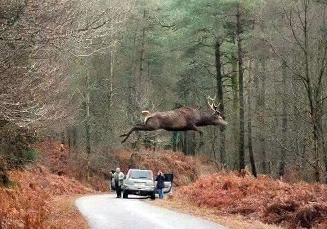 Obrázek spring-jump
