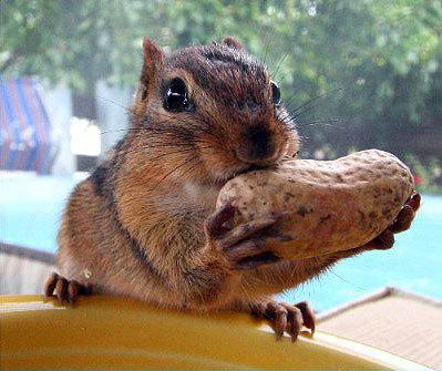 Obrázek squirrel-eating-a-nut-1