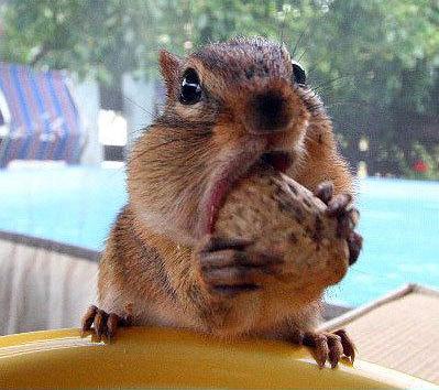 Obrázek squirrel-eating-a-nut-3