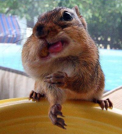 Obrázek squirrel-eating-a-nut-5