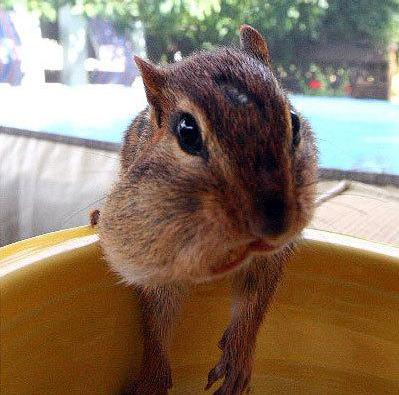 Obrázek squirrel-eating-a-nut-6