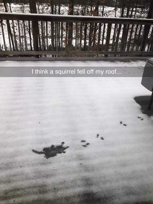 Obrázek squirrel-roof