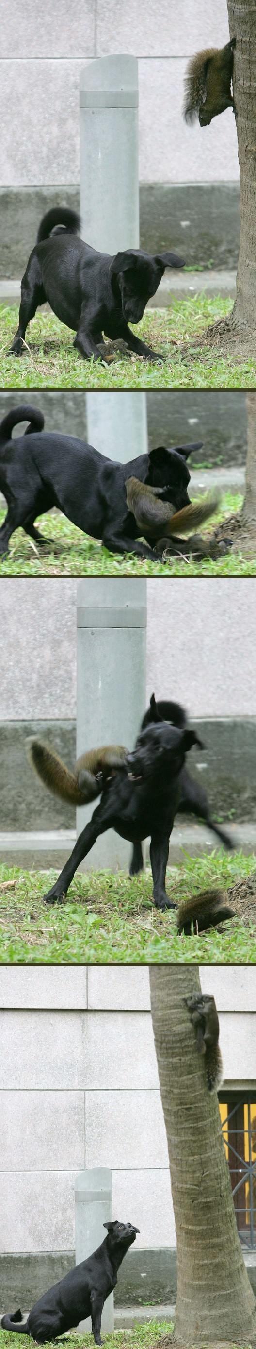 Obrázek squirrel you win this time