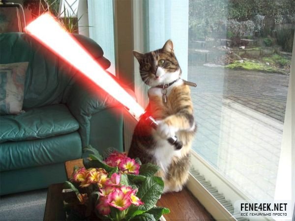 Obrázek star wars cat