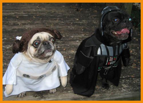 Obrázek starwars-dogs