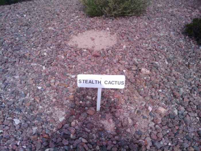 Obrázek stealth cactus