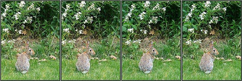 Obrázek stereogram - 3D zajic