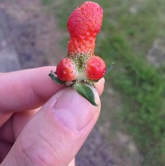 Obrázek strawberry adult