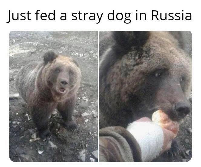 Obrázek stray russian dog