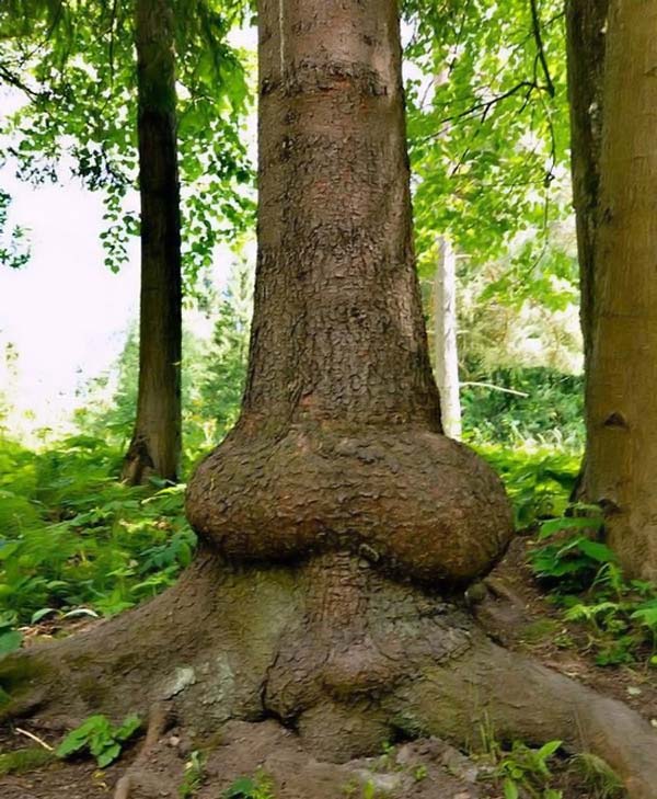 Obrázek strom a anal