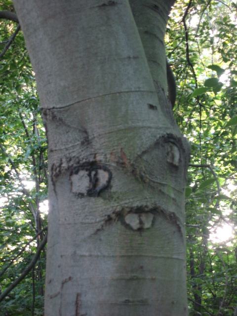 Obrázek strom s dusi