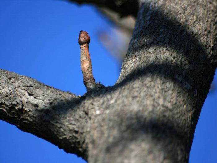 Obrázek strom s erekci